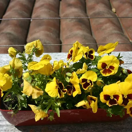 Vite Dipinte 1 Bilocale In Langa Appartamento Novello